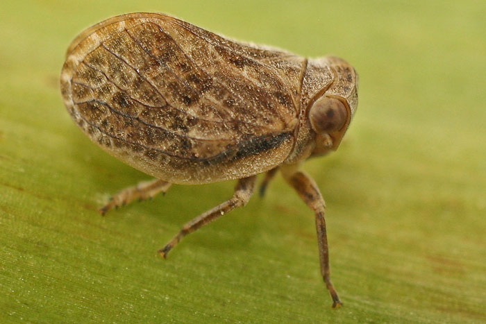 a plant hopper on Asphodelus from Cyprus